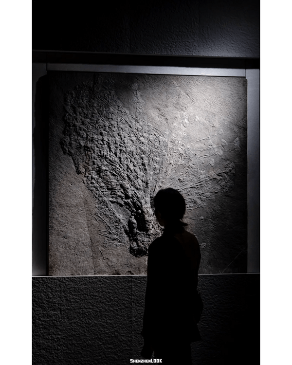 深圳展出超大型「恐龍骨架」真品🦕200+件全球文物真跡必去‼️