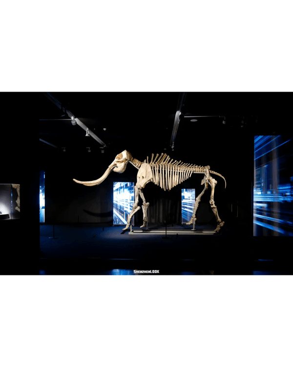 深圳展出超大型「恐龍骨架」真品🦕200+件全球文物真跡必去‼️