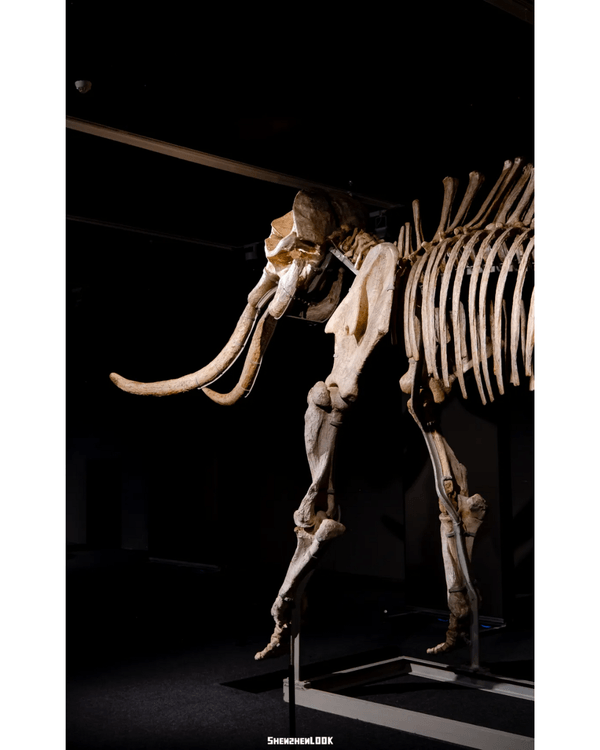 深圳展出超大型「恐龍骨架」真品🦕200+件全球文物真跡必去‼️