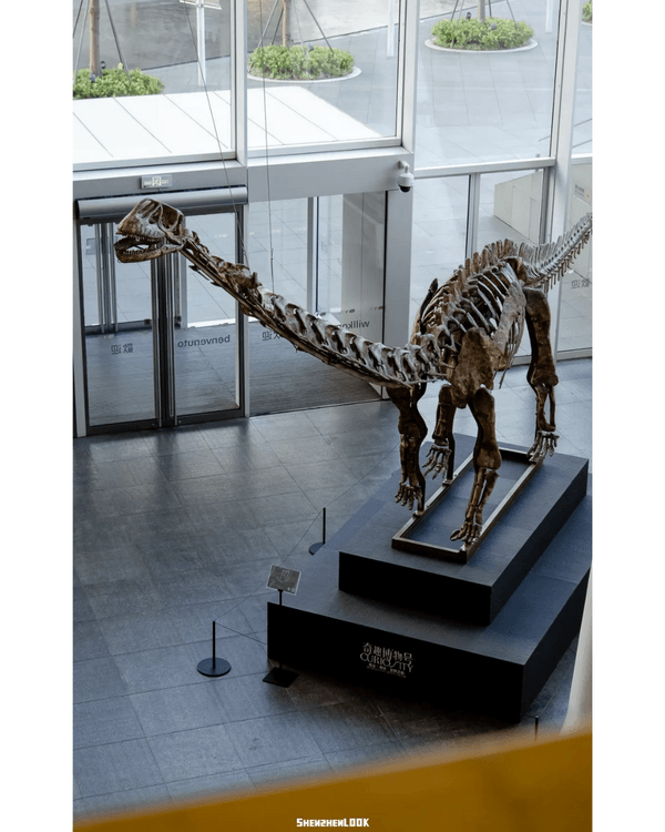深圳展出超大型「恐龍骨架」真品🦕200+件全球文物真跡必去‼️