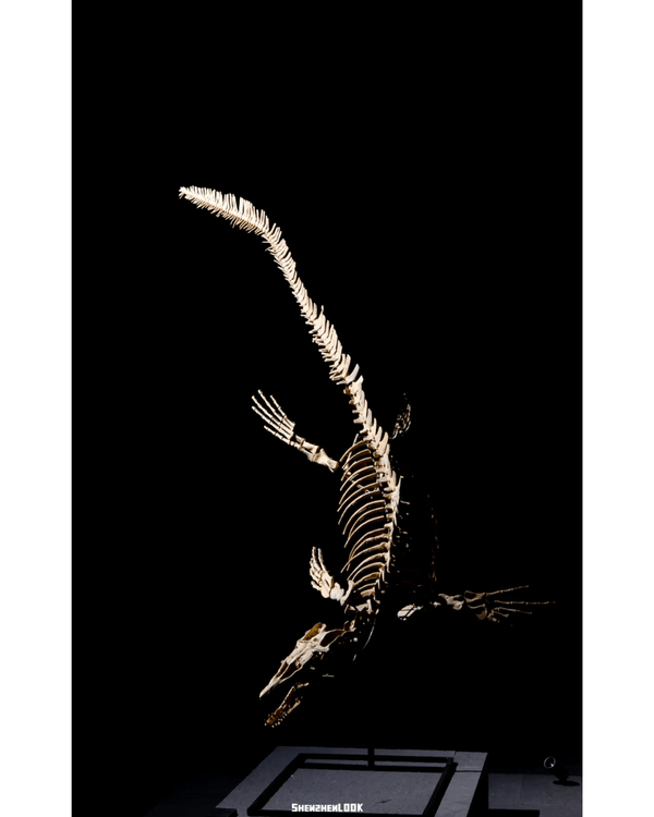 深圳展出超大型「恐龍骨架」真品🦕200+件全球文物真跡必去‼️