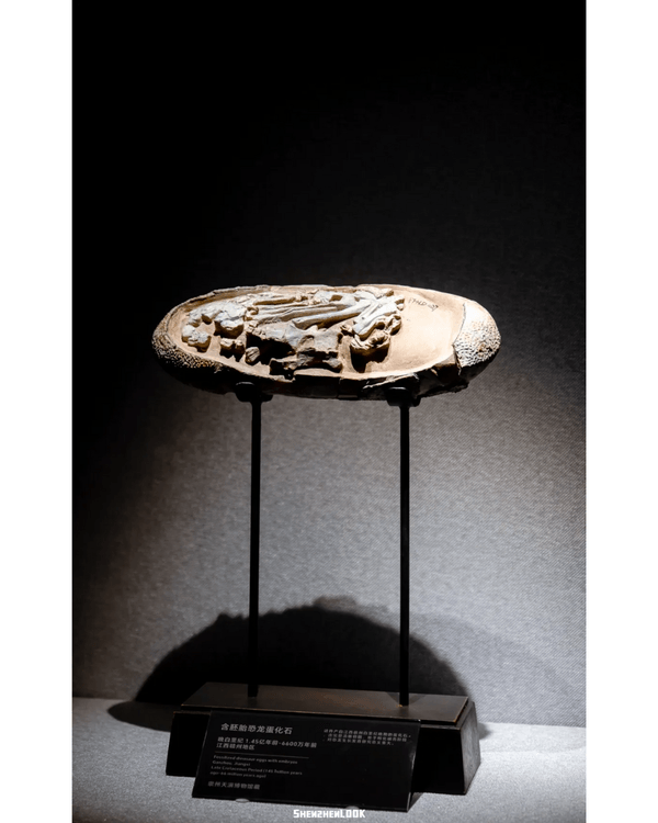 深圳展出超大型「恐龍骨架」真品🦕200+件全球文物真跡必去‼️