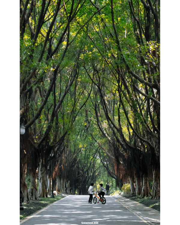 深圳地鐵13號線開通🚇11大沿線周邊景點推薦⭐阿勒泰同款花海必去🌿