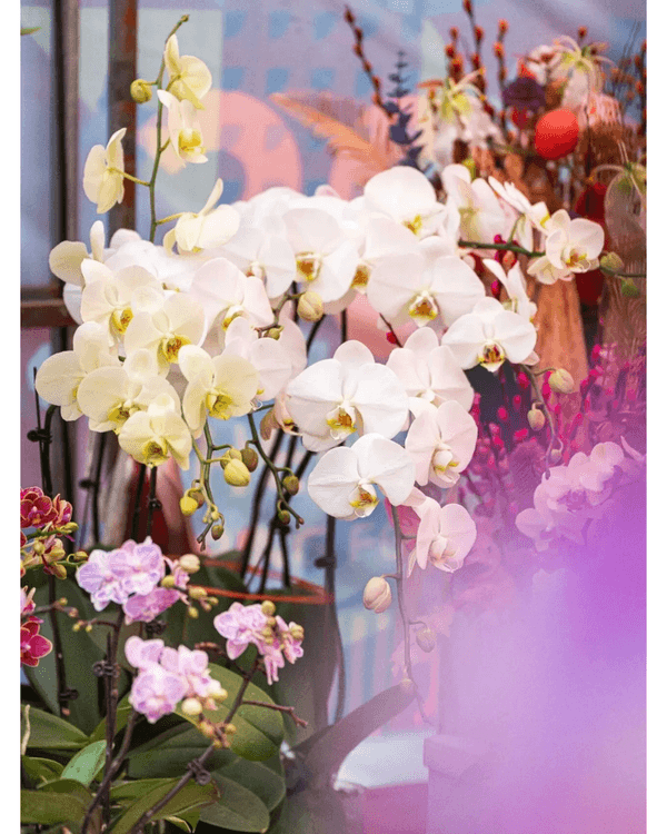 深圳新年8大平價掃年貨好去處🧧愛國路花市、荷蘭花卉小鎮超有過年氣氛🍊