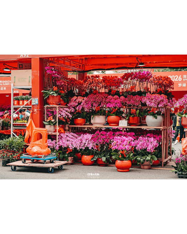 深圳羅湖愛國路花市開鑼🌸千米花街逾340+攤位😍必打卡新年燈會✨
