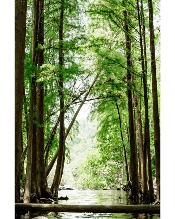 深圳8大小眾打卡好去處📷懸崖海景7-11、粉紙扇花海絕美必去🌸🌊