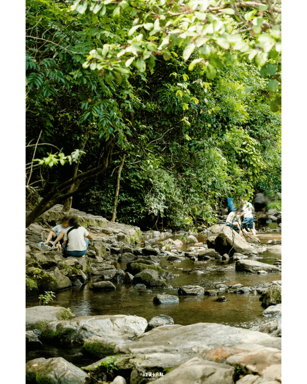 深圳8大小眾打卡好去處📷懸崖海景7-11、粉紙扇花海絕美必去🌸🌊