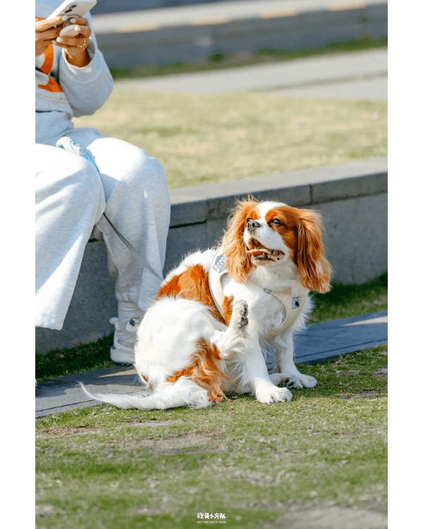 深圳8大小眾打卡好去處📷懸崖海景7-11、粉紙扇花海絕美必去🌸🌊