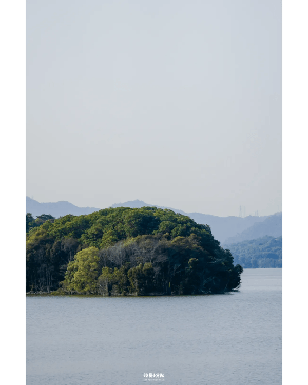 深圳8大小眾打卡好去處📷懸崖海景7-11、粉紙扇花海絕美必去🌸🌊