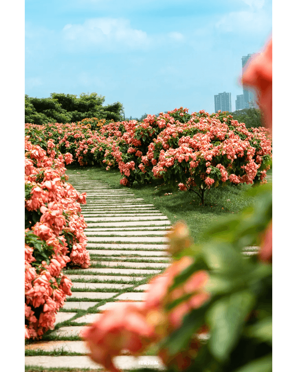 深圳8大小眾打卡好去處📷懸崖海景7-11、粉紙扇花海絕美必去🌸🌊