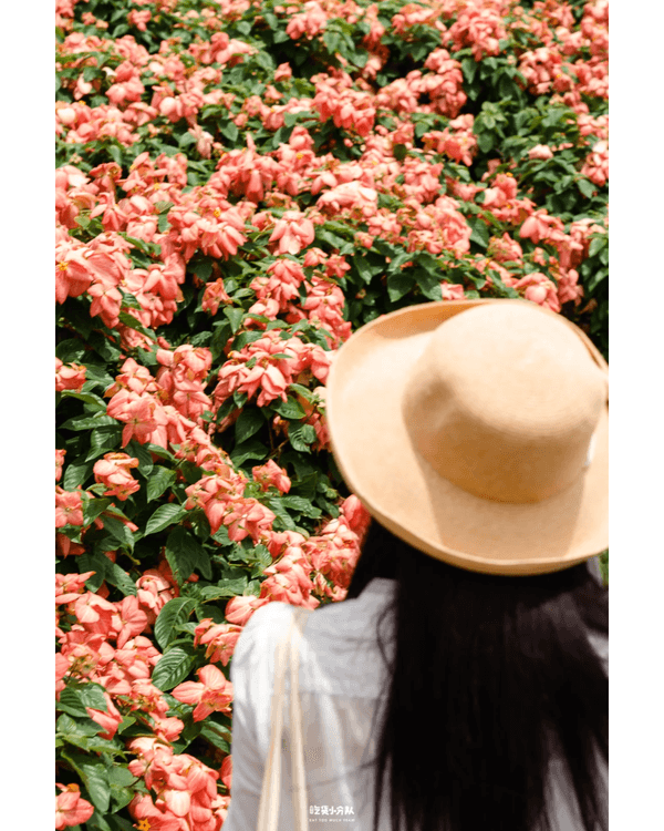 深圳8大小眾打卡好去處📷懸崖海景7-11、粉紙扇花海絕美必去🌸🌊