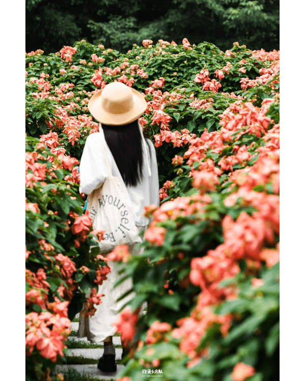 深圳8大小眾打卡好去處📷懸崖海景7-11、粉紙扇花海絕美必去🌸🌊