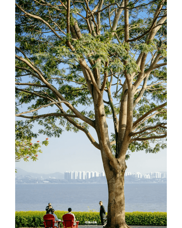 深圳8大小眾打卡好去處📷懸崖海景7-11、粉紙扇花海絕美必去🌸🌊