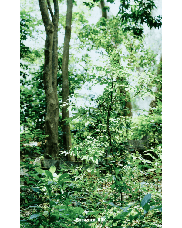 深圳行山｜寶安鳳凰山森林公園郊遊必去🌿新手友好之餘仲可去宋末古廟祈福❗