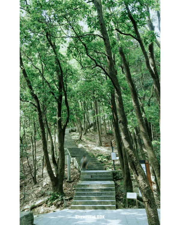 深圳行山｜寶安鳳凰山森林公園郊遊必去🌿新手友好之餘仲可去宋末古廟祈福❗