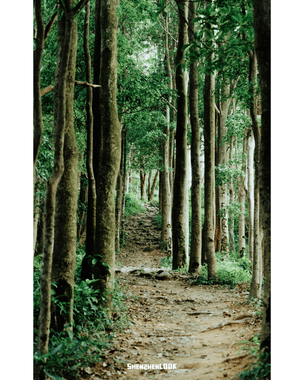 深圳行山｜寶安鳳凰山森林公園郊遊必去🌿新手友好之餘仲可去宋末古廟祈福❗