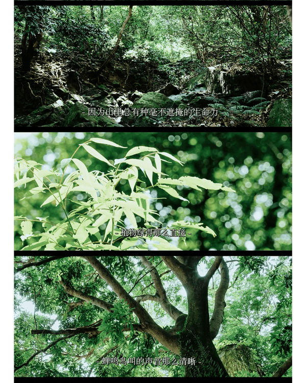 深圳行山｜寶安鳳凰山森林公園郊遊必去🌿新手友好之餘仲可去宋末古廟祈福❗