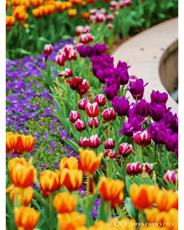 深圳荷蘭花卉小鎮鬱金香花海盛開🌷白色風車仿似童話故事✨紫藤蘿瀑布超夢幻必打卡