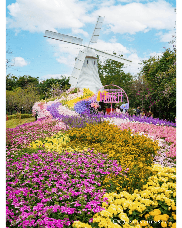 深圳荷蘭花卉小鎮鬱金香花海盛開🌷白色風車仿似童話故事✨紫藤蘿瀑布超夢幻必打卡