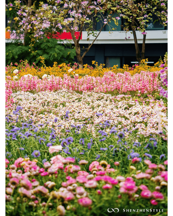 深圳荷蘭花卉小鎮鬱金香花海盛開🌷白色風車仿似童話故事✨紫藤蘿瀑布超夢幻必打卡