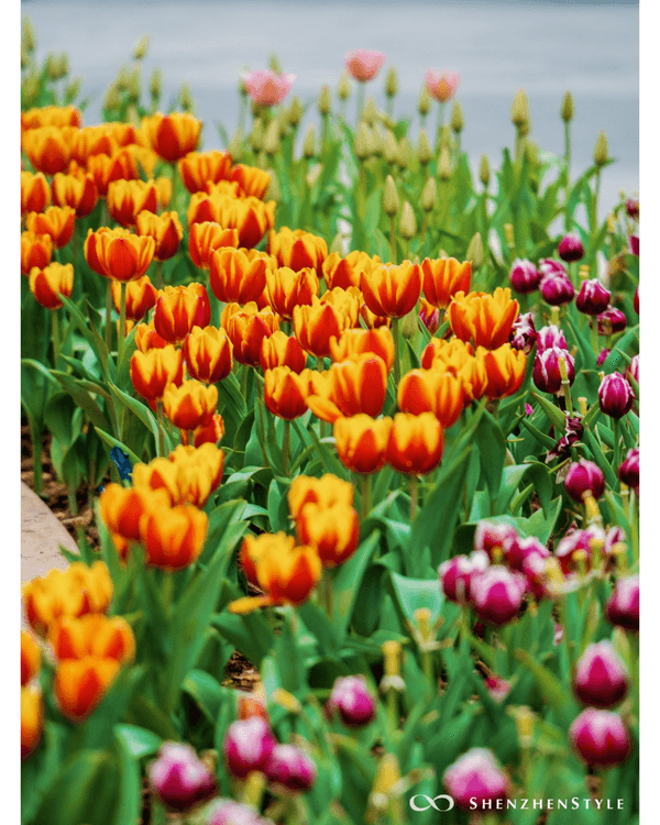 深圳荷蘭花卉小鎮鬱金香花海盛開🌷白色風車仿似童話故事✨紫藤蘿瀑布超夢幻必打卡