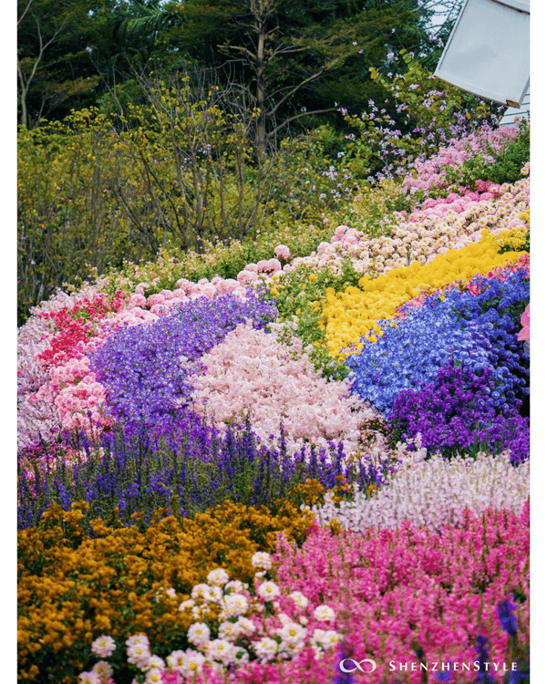 深圳荷蘭花卉小鎮鬱金香花海盛開🌷白色風車仿似童話故事✨紫藤蘿瀑布超夢幻必打卡