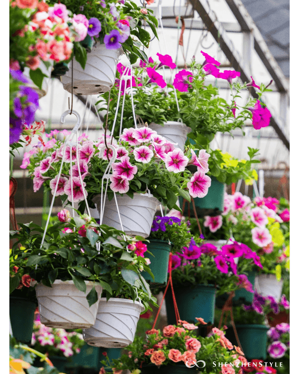 深圳荷蘭花卉小鎮鬱金香花海盛開🌷白色風車仿似童話故事✨紫藤蘿瀑布超夢幻必打卡