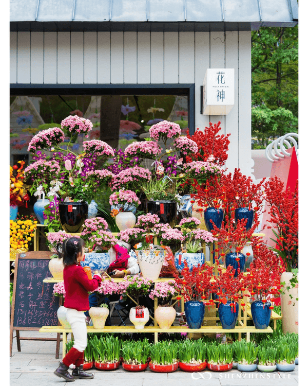 深圳荷蘭花卉小鎮鬱金香花海盛開🌷白色風車仿似童話故事✨紫藤蘿瀑布超夢幻必打卡
