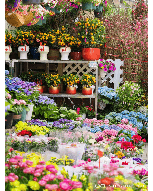 深圳荷蘭花卉小鎮鬱金香花海盛開🌷白色風車仿似童話故事✨紫藤蘿瀑布超夢幻必打卡