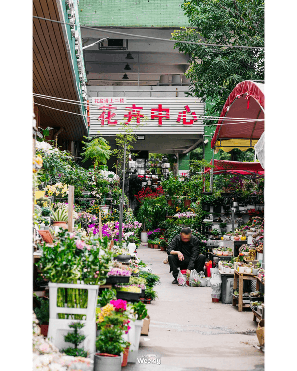 深圳地鐵6號線攻略🚇沿線18大熱門景點整理❗油菜花海/小火車/美術館必去🤩