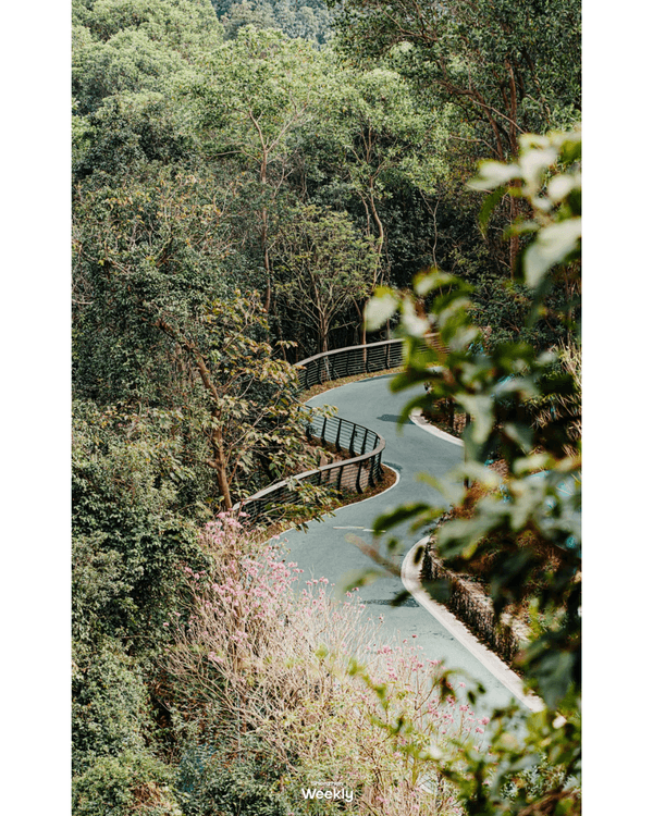 深圳地鐵6號線攻略🚇沿線18大熱門景點整理❗油菜花海/小火車/美術館必去🤩