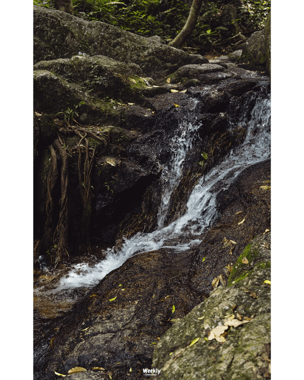 深圳地鐵6號線攻略🚇沿線18大熱門景點整理❗油菜花海/小火車/美術館必去🤩