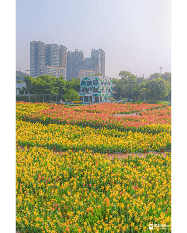 深圳地鐵6號線攻略🚇沿線18大熱門景點整理❗油菜花海/小火車/美術館必去🤩