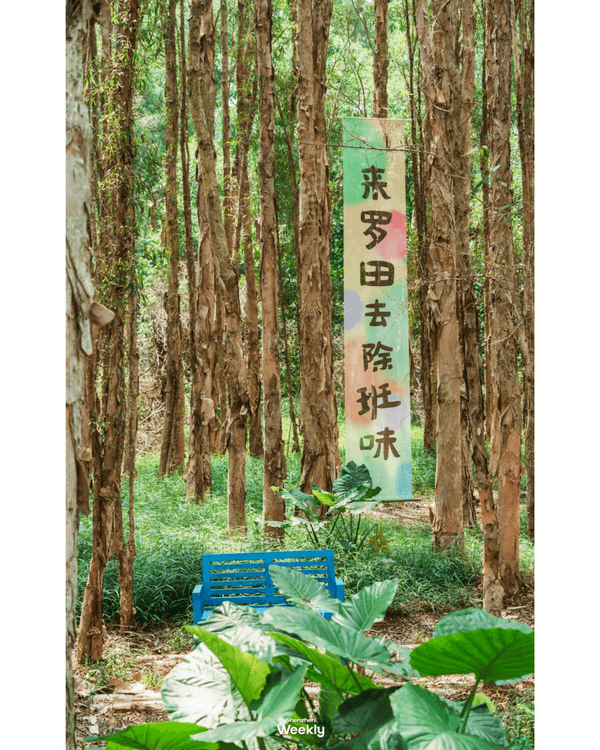 深圳地鐵6號線攻略🚇沿線18大熱門景點整理❗油菜花海/小火車/美術館必去🤩