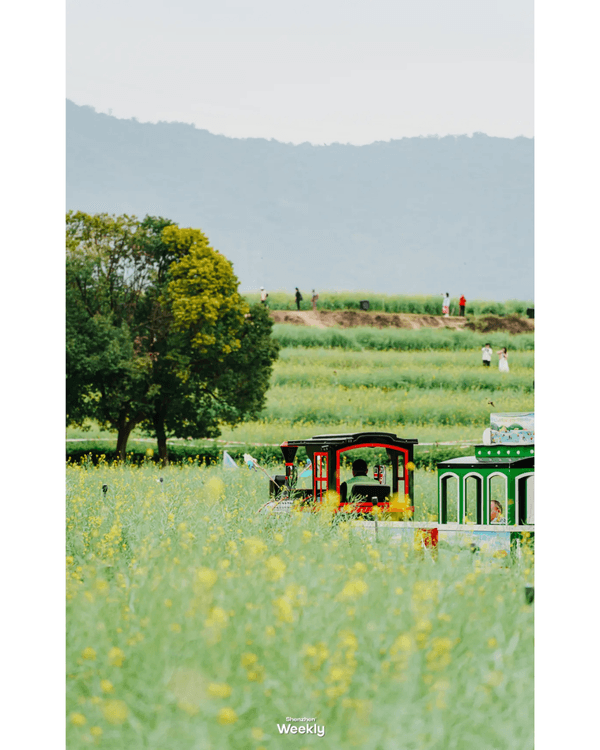 深圳地鐵6號線攻略🚇沿線18大熱門景點整理❗油菜花海/小火車/美術館必去🤩