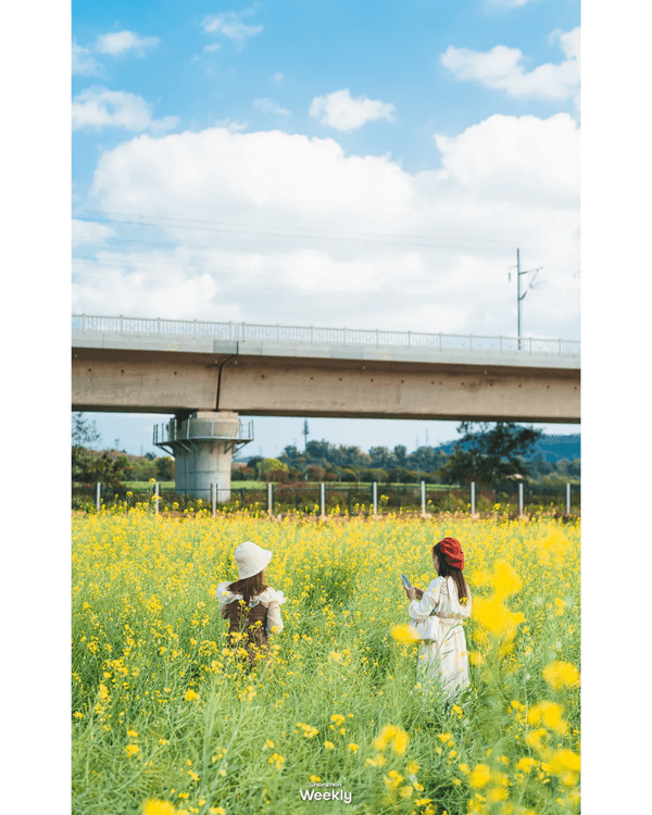 深圳地鐵6號線攻略🚇沿線18大熱門景點整理❗油菜花海/小火車/美術館必去🤩