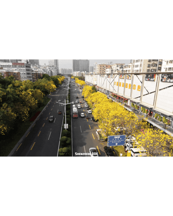 深圳南山黃花風鈴木開花🏵️延綿1公里超夢幻😍附最佳打卡機位教學