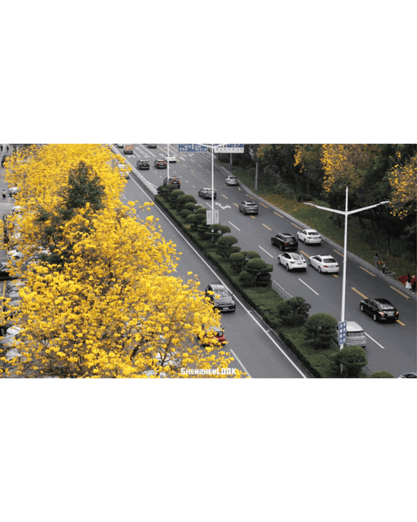 深圳南山黃花風鈴木開花🏵️延綿1公里超夢幻😍附最佳打卡機位教學