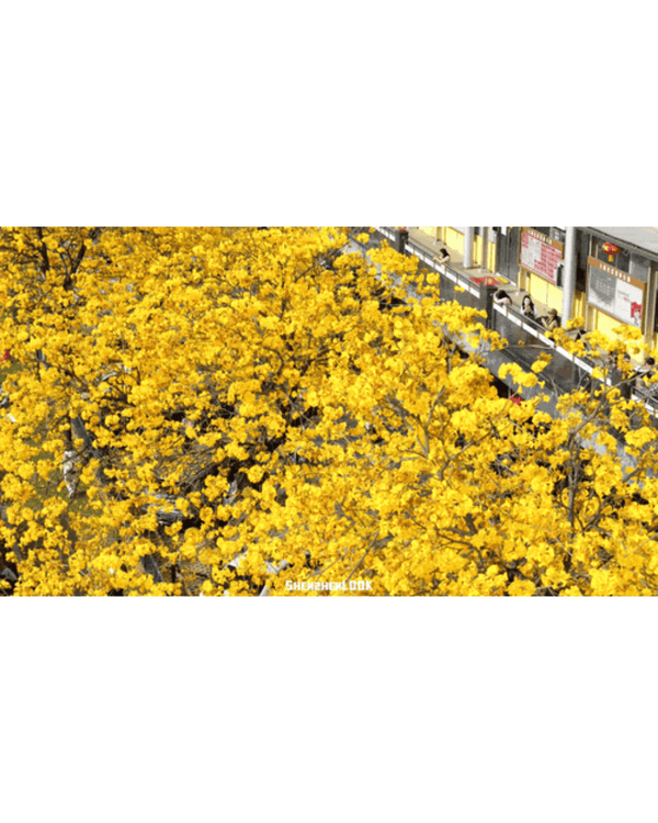 深圳南山黃花風鈴木開花🏵️延綿1公里超夢幻😍附最佳打卡機位教學