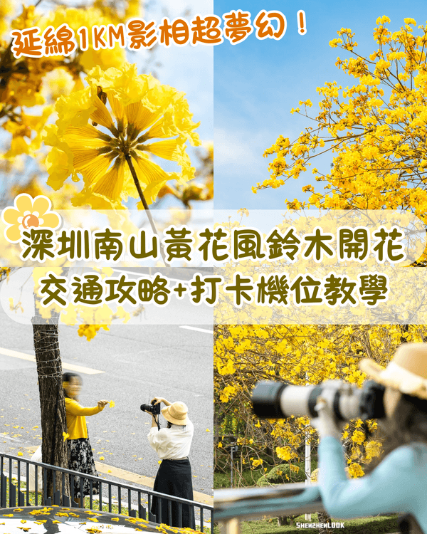 深圳南山黃花風鈴木開花🏵️延綿1公里超夢幻😍附最佳打卡機位教學