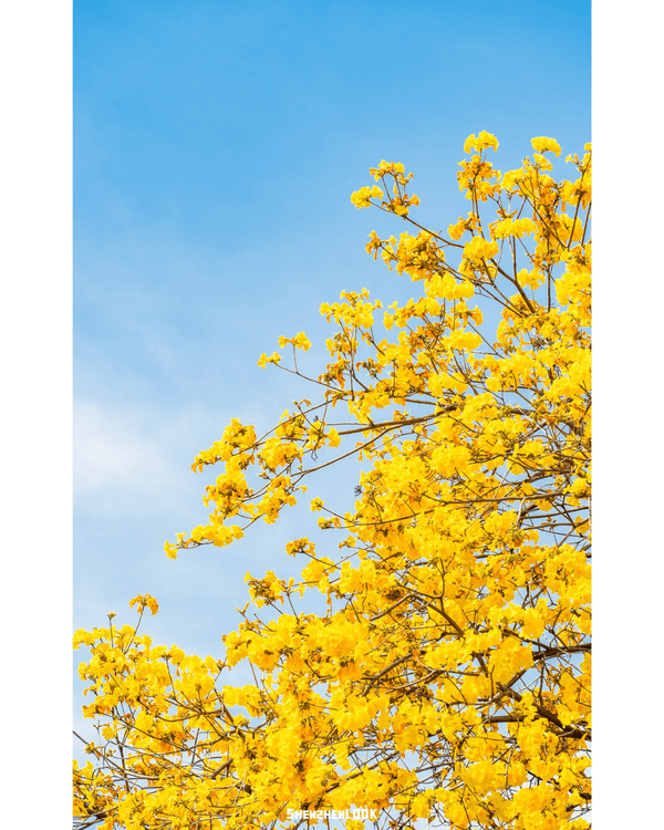 深圳南山黃花風鈴木開花🏵️延綿1公里超夢幻😍附最佳打卡機位教學