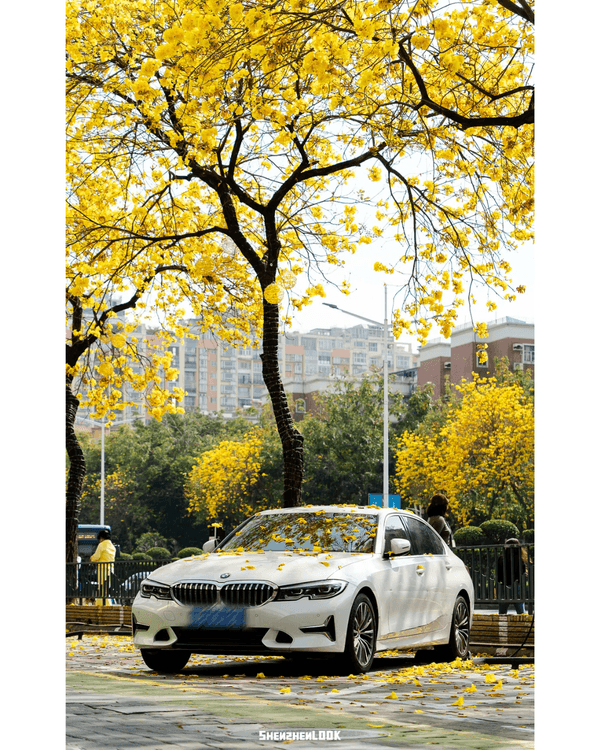 深圳南山黃花風鈴木開花🏵️延綿1公里超夢幻😍附最佳打卡機位教學