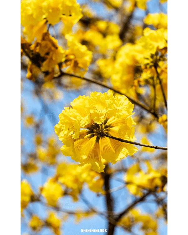 深圳南山黃花風鈴木開花🏵️延綿1公里超夢幻😍附最佳打卡機位教學