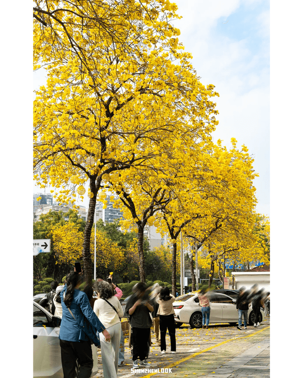 深圳南山黃花風鈴木開花🏵️延綿1公里超夢幻😍附最佳打卡機位教學