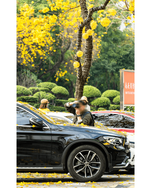 深圳南山黃花風鈴木開花🏵️延綿1公里超夢幻😍附最佳打卡機位教學