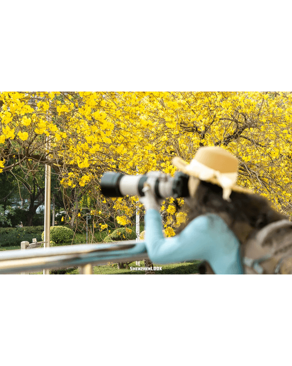 深圳南山黃花風鈴木開花🏵️延綿1公里超夢幻😍附最佳打卡機位教學