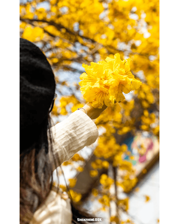 深圳南山黃花風鈴木開花🏵️延綿1公里超夢幻😍附最佳打卡機位教學