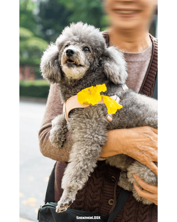 深圳南山黃花風鈴木開花🏵️延綿1公里超夢幻😍附最佳打卡機位教學
