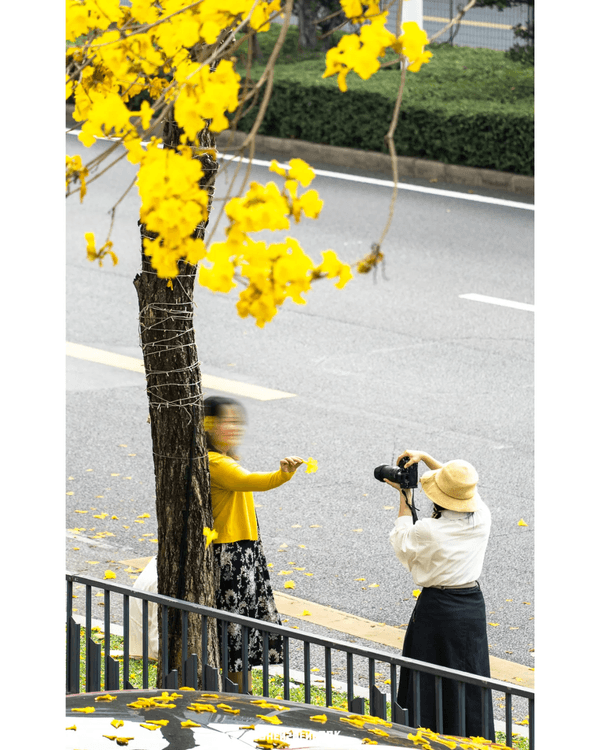 深圳南山黃花風鈴木開花🏵️延綿1公里超夢幻😍附最佳打卡機位教學