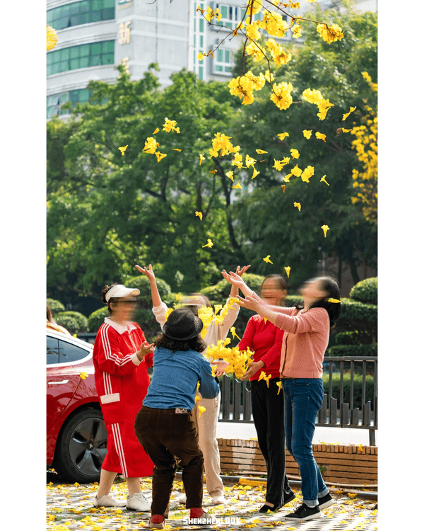 深圳南山黃花風鈴木開花🏵️延綿1公里超夢幻😍附最佳打卡機位教學